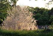 Landscape photo of Tree